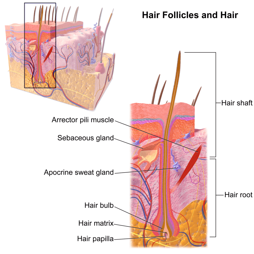 ilustración de la anatomía del folículo piloso, la estructura que ataca el sistema inmune en la alopecia areata